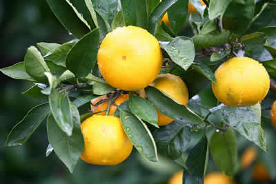 japantorg_mandarin